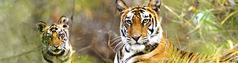 Luxury Wildlife Vacations
