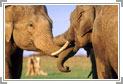 Nagarhole National Park Weekend Tour