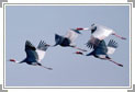 Bharatpur, North India Wildlife Package