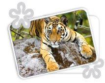 Ranthambore National Park,  Wildlife Tours & Travel
