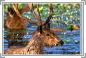 Sambhar Deer, Rajasthan Wildlife Trip