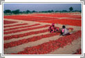 Harvested Chilli Peppers Dry, Incredible Rajasthan Trip